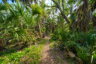 Florida orman yağmur ormanlarında yeşil palmiye ağaçları ve vahşi bitki örtüsüyle yürüyüş yapmak. Yoğun tropikal orman ekosistemi.