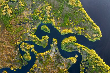 Tropik sulak arazi ekosistemi. Florida tatlı su nehri ve Güney Amerika 'da vahşi bitki örtüsü..