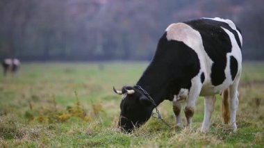 Güneşli bir günde yeşil çimlerle otlayan inek..