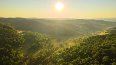 Sıcak yaz günbatımında karanlık orman ağaçlarının üzerinde parlak sisli bir sabah manzarası. Şafak vakti vahşi ormanın güzel manzarası.