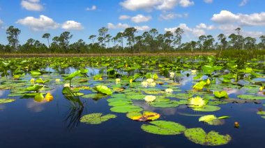 Güzel doğa manzarası. Florida 'daki Orman Gölü Vahşi Hayatı.