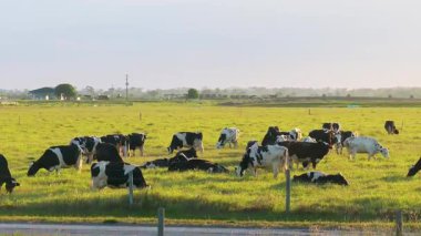 Otlakta otlayan süt sığırları sürüsü. Florida 'da yeşil çayırlarda süt inekleri.