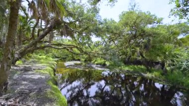 Tropik yağmur ormanları ekosistemi. Florida ormanları yeşil palmiye ağaçları, küçük tatlı su nehri ve Güney Amerika 'da vahşi bitki örtüsü..