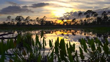 Bataklık ormanında gün batımı manzarası. Akşamları göl doğası.