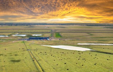 Çiftlik arazilerinde otlayan sığırlar. Organik süt ürünleri üretimi. Ticari tarım çayırlarında beslenen süt inekleri.