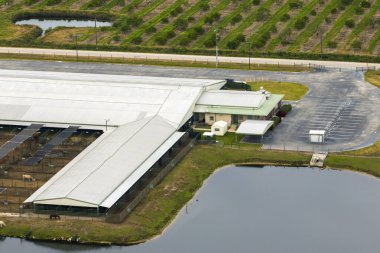 Florida kırsalında sığır eti satan bir çiftlik. ABD 'de çiftlik hayvanlarının beslenmesi..