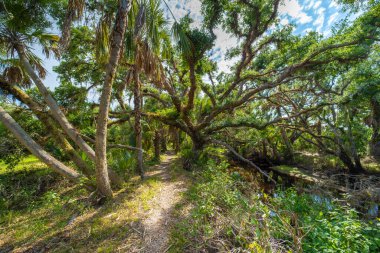 Tropikal doğayı keşfetmek. Güney Florida 'da yeşil palmiye ağaçları ve yabani bitki örtüsü olan orman yağmur ormanları boyunca ayak izleri. Yoğun yağmur ormanları ekosistemi.