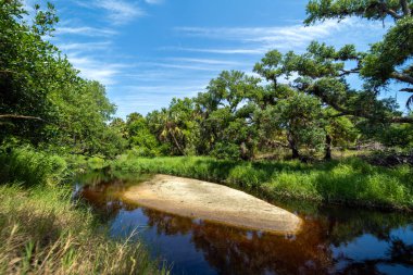 Yoğun yeşil yağmur ormanları olan vahşi tropikal doğa. Güney Amerika 'da palmiye ağaçları, sulak arazi nehri ve bitki örtüsü olan Florida ormanları.