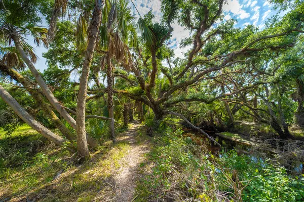 Tropikal doğayı keşfetmek. Güney Florida 'da yeşil palmiye ağaçları ve yabani bitki örtüsü olan orman yağmur ormanları boyunca ayak izleri. Yoğun yağmur ormanları ekosistemi.