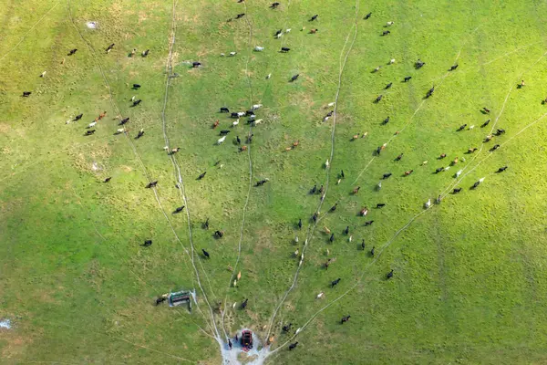 Organik süt ürünleri üretimi. Yeşil çiftlik otlaklarında otlayan süt inekleri. Çiftlik arazilerinde sığır beslemek.