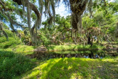 Florida sulak arazisi doğası. Güney Amerika 'da palmiye ağaçları ve tropikal bitki örtüsü olan ormanlar.