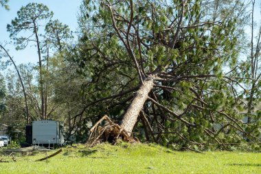Florida 'daki evin arka bahçesindeki bir ağaçta kasırga hasarı var. Tropik fırtına rüzgarlarından sonra büyük bir ağaçtan düştü. Doğal afetin sonuçları..