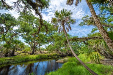 Güney Florida, ABD 'de sulak nehir ve yeşil palmiye ağaçları ile subtropikal ormanlar vahşi bitki örtüsü. Yoğun yağmur ormanları ekosistemi.