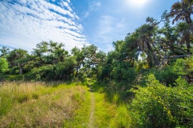 Tropik yağmur ormanları yürüyüş yolu. Güney Amerika 'da yeşil palmiye ağaçları ve yabani bitki örtüsü olan Florida ormanlarının keşfi.