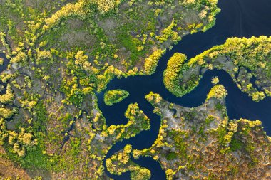 Güney Florida 'daki yeşil bitki örtüsü arasında tatlı su nehri olan tropik sulak alanlar..
