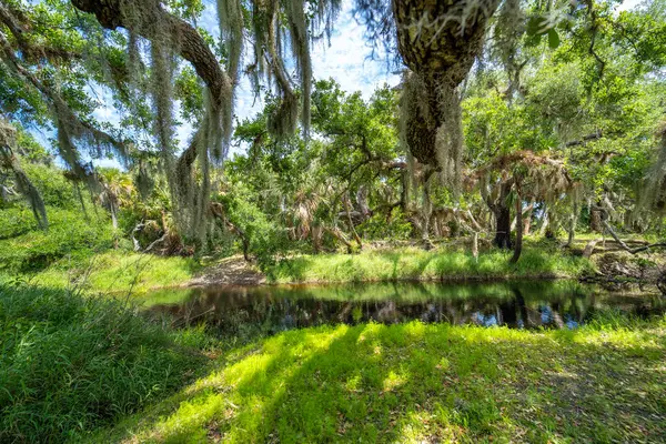 Florida sulak arazisi doğası. Güney Amerika 'da palmiye ağaçları ve tropikal bitki örtüsü olan ormanlar.