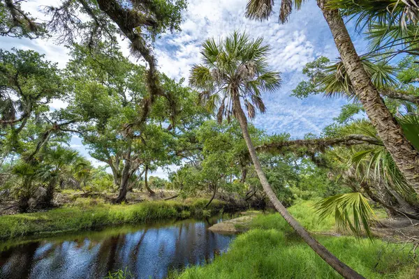 Güney Florida, ABD 'de sulak nehir ve yeşil palmiye ağaçları ile subtropikal ormanlar vahşi bitki örtüsü. Yoğun yağmur ormanları ekosistemi.