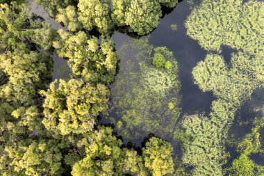 Yeşil yabani bitki örtüsü arasında suyu olan Florida sulak alanları. Günbatımında tropik ekosistem.