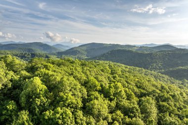 Kuzey Carolina Appalachian dağlarındaki yeşil orman, ABD. Yaz mevsiminde Amerikan doğası.
