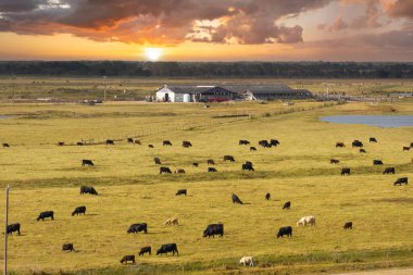 Çiftlik ambarındaki çayırlarda otlayan süt sığırları sürüsü. Florida 'daki çayırlarda süt inekleri.