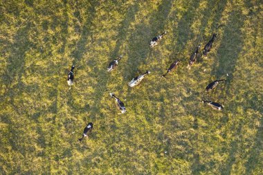 Yeşil çiftlik otlaklarında otlayan süt inekleri. Organik süt ürünleri üretimi. Çiftlik arazilerinde sığır beslemek.