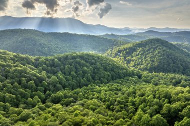 Kuzey Carolina Appalachian dağlarında sabah ormanı, ABD. Blue Ridge Dağları 'ndaki Mitchell Dağı. Yaz mevsiminde Amerikan doğası.