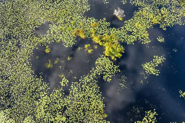 Güney tropikal sulak alanlardaki orman gölü suyunun üzerindeki güneşli manzara. Güneşli bir günde inanılmaz Florida doğası.