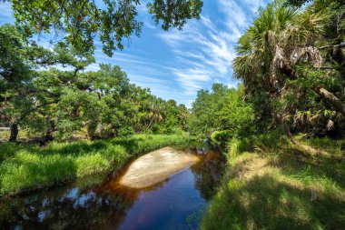 Tropik yağmur ormanları ekosistemi. Florida ormanları, yeşil palmiye ağaçları, tatlı su nehri ve Güney Amerika 'da vahşi bitki örtüsü..