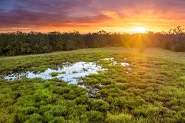 Güney Florida 'daki yeşil bitki örtüsü arasında tatlı su gölü olan tropik sulak alanlar..