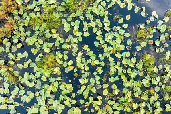Güney bataklıktaki tropik orman gölü bitkisi. Florida sulak arazisinin güneşli manzarası.