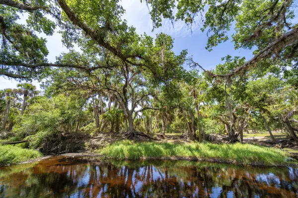 Yeşil palmiye ağaçları ve Florida 'nın güneyindeki vahşi bitki örtüsü arasında taze su nehri olan tropikal ormanlar. Yoğun yağmur ormanları ekosistemi.