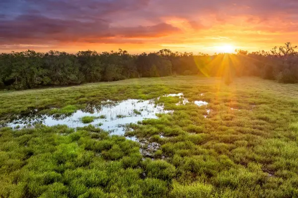 Güney Florida 'daki yeşil bitki örtüsü arasında tatlı su gölü olan tropik sulak alanlar..