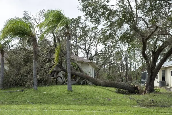 Florida 'nın ön bahçesinde kasırga üstüne ağaç kökünden söküldü. Doğal afet kavramından sonra.