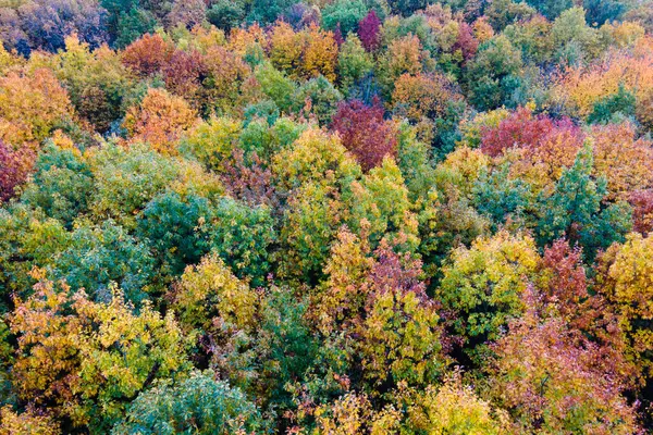 Sonbahar mevsimi ormanlarında sarı ağaç tepe örtüleri. Sonbaharda renkli bereketli bir orman. Sonbahar vahşi doğasının manzarası.