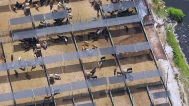 İnek eti ineklerle besleniyor. ABD 'deki çiftlikte sığır ağılı..