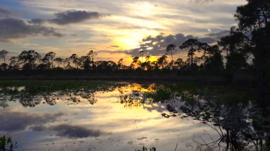 Florida gölü doğası gün batımında. Sulak arazi bataklığı. Suyun üzerinde süzülen nilüfer yaprağı bitkisi..