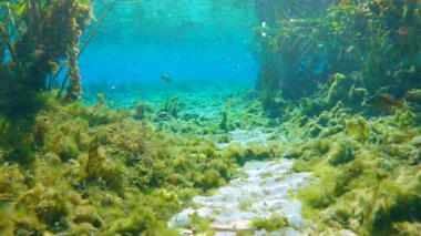 Florida doğayla iç içe. Taze su bitkisi ve vahşi balıklı su altı yaban hayatı. Güzel tropikal manzara.