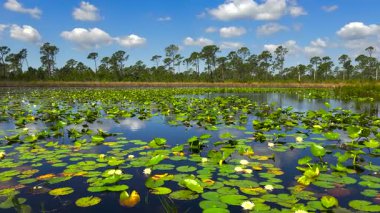 Güney tropikal sularda süzülen nilüfer yapraklı orman gölü suyu. İnanılmaz Florida doğası..