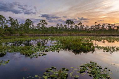 Florida sulak arazisinin akşam manzarası. Günbatımında güneydeki tropikal bataklıkta orman gölü suyuna çiçek açar..