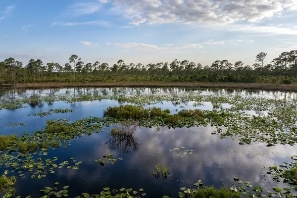 Güneşli bir günde Florida Ormanı Gölü doğası. Sulak arazi bataklığı. Suyun üzerinde süzülen nilüfer yaprağı bitkisi..