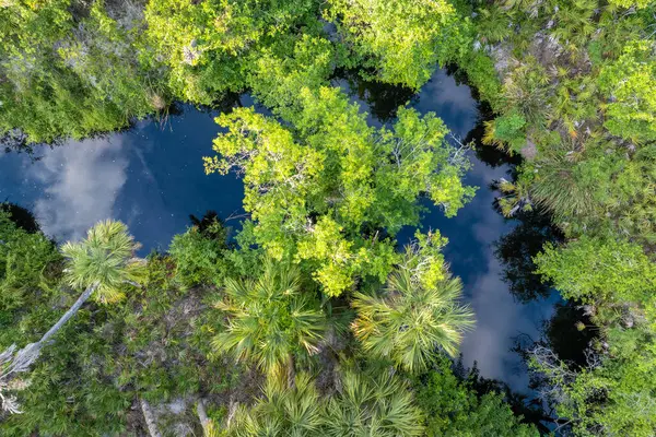 Güney Amerika 'da yeşil palmiye ağaçları, nehir ve vahşi bitki örtüsü olan Florida subtropikal ormanları. Yoğun yağmur ormanları ekosisteminin yukarısından görüntüle.