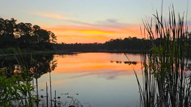 Güney tropikal sularda yüzen nilüferlerle birlikte orman gölü suyunun üzerinde gün batımı. İnanılmaz Florida doğası..