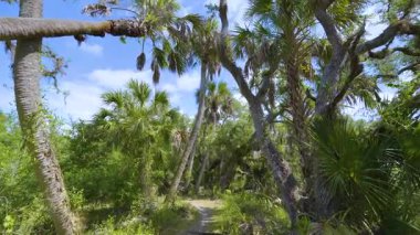 Vahşi tropikal ormanlarda patika yolu. Yoğun yeşil yağmur ormanları olan Florida doğası. Güney Amerika 'da palmiye ağaçları ve bitki örtüsü.