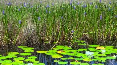 Güney bataklıktaki tropik orman gölü bitkisi. Florida sulak arazisinin güneşli manzarası.