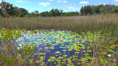 Güney tropikal sularda süzülen nilüfer yapraklı orman gölü suyu. İnanılmaz Florida doğası..