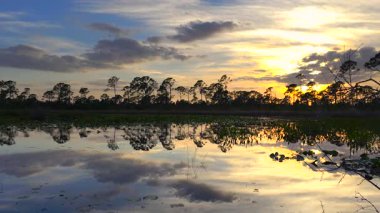 Florida akşam doğası. Günbatımında nilüfer yapraklı sulak göl bitkisi.