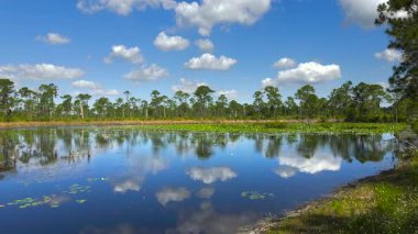 Florida doğası. Nilüfer yapraklı sulak göl bitkisi.