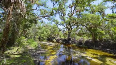 Güney Florida, ABD 'de sulak nehir ve yeşil palmiye ağaçları ile subtropikal ormanlar vahşi bitki örtüsü. Yoğun yağmur ormanları ekosistemi.
