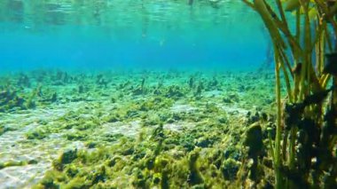 Florida 'da su altında vahşi yaşam yayılıyor. Tatlı su bitkileri ve vahşi balıklar. Güzel tropikal doğa.