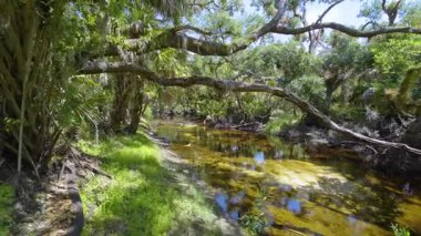 Güzel tropikal doğa. Yeşil palmiye ağaçları ile Florida 'nın güneyindeki vahşi bitki örtüsü arasında küçük bir nehir bulunan orman yağmur ormanları. Yoğun yağmur ormanları ekosistemi.
